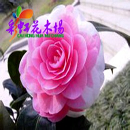 彩虹花木场