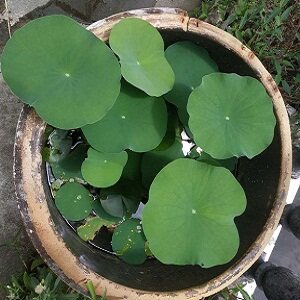 福闽农