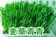 麦草青青经络养生馆