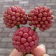 绣缘庄