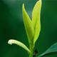 二毛茶铺