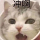 灰猫手作娃衣铺的LOGO