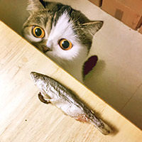 欧气猫