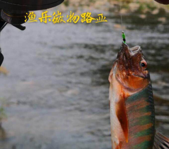 渔乐微物