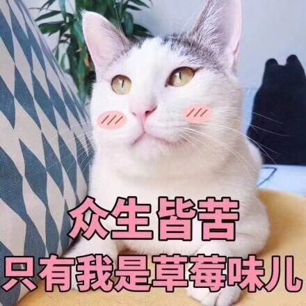 草莓味微胖定制