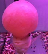 汕头罗汉鱼水族店