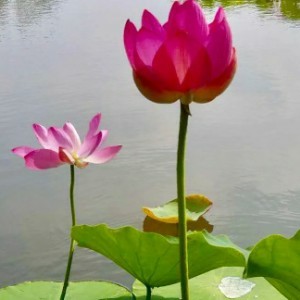 陆家纯藕粉