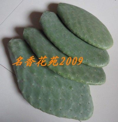 米邦塔美容食用仙人掌的LOGO
