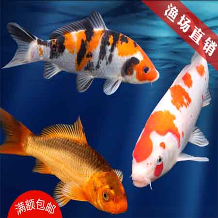 老兵锦鲤兰寿的LOGO