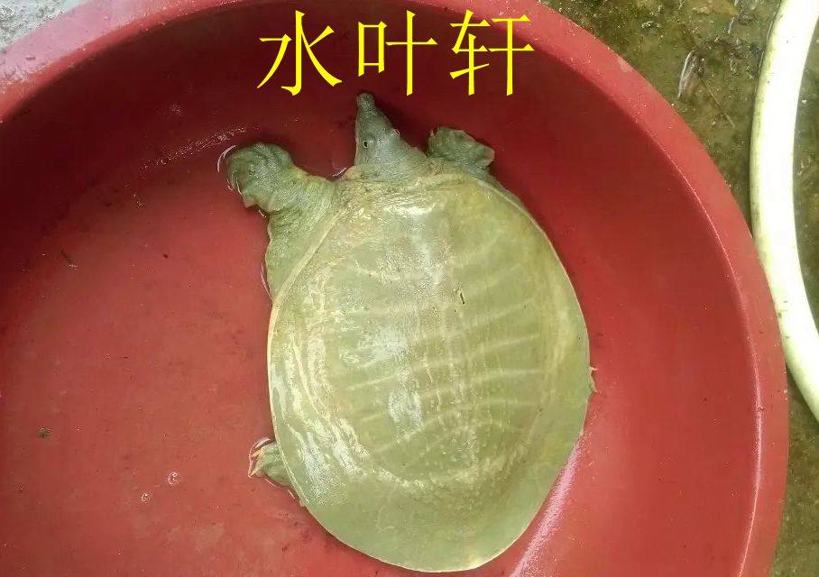 黄沙鳖外塘甲鱼