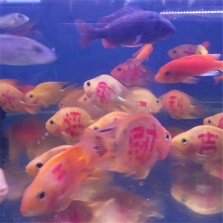 百瑞水族店的LOGO