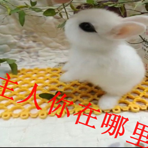 顺发小宠店的LOGO