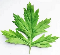 湖北李时珍中药材专业市场