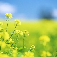 风杰宠物园艺商城