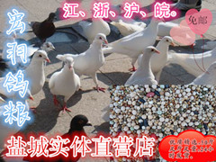 宏羽鸽粮