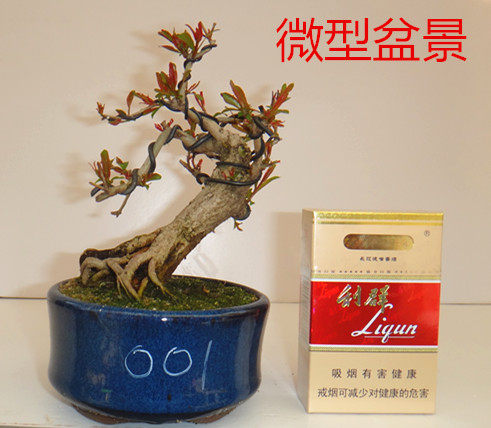 禅意微型盆景店的LOGO