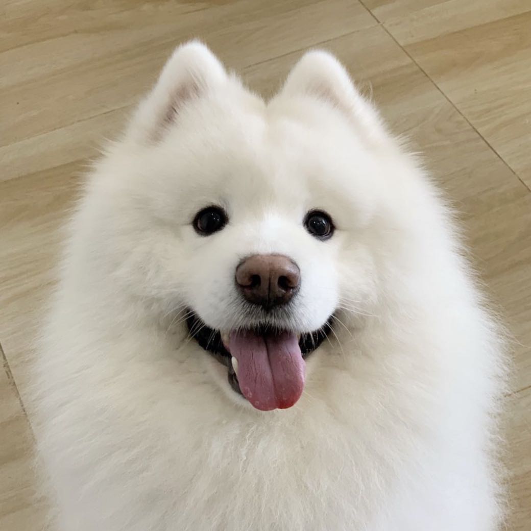 王小羊的百宝铺