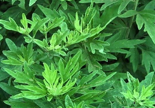 泽中蕲艾的LOGO