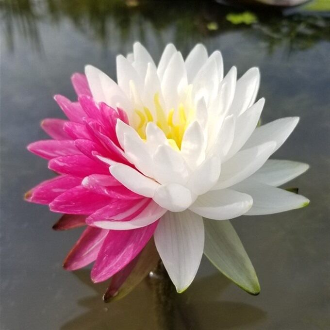 兰莲阁的LOGO
