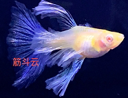 筋斗云水族的LOGO