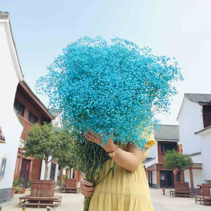 彩色皇后花坊