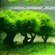 草友驿站水下叶工作室