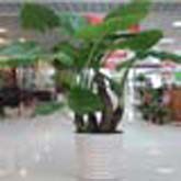 滴水观音生产基地
