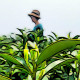 安吉祥泰白茶 13年茶山自产自销的LOGO