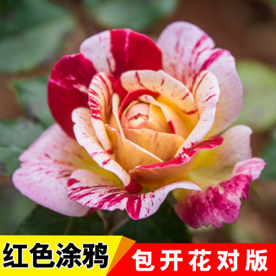 苏鑫园艺的LOGO
