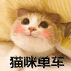 猫咪单车