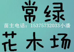 永春县达埔常绿花木场