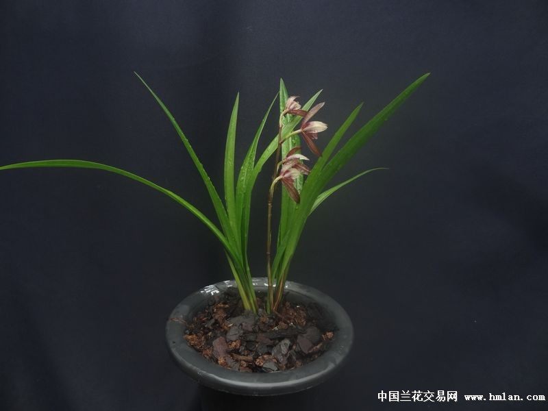 班大师高级定制