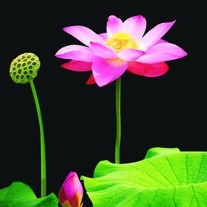 微湖鲜生