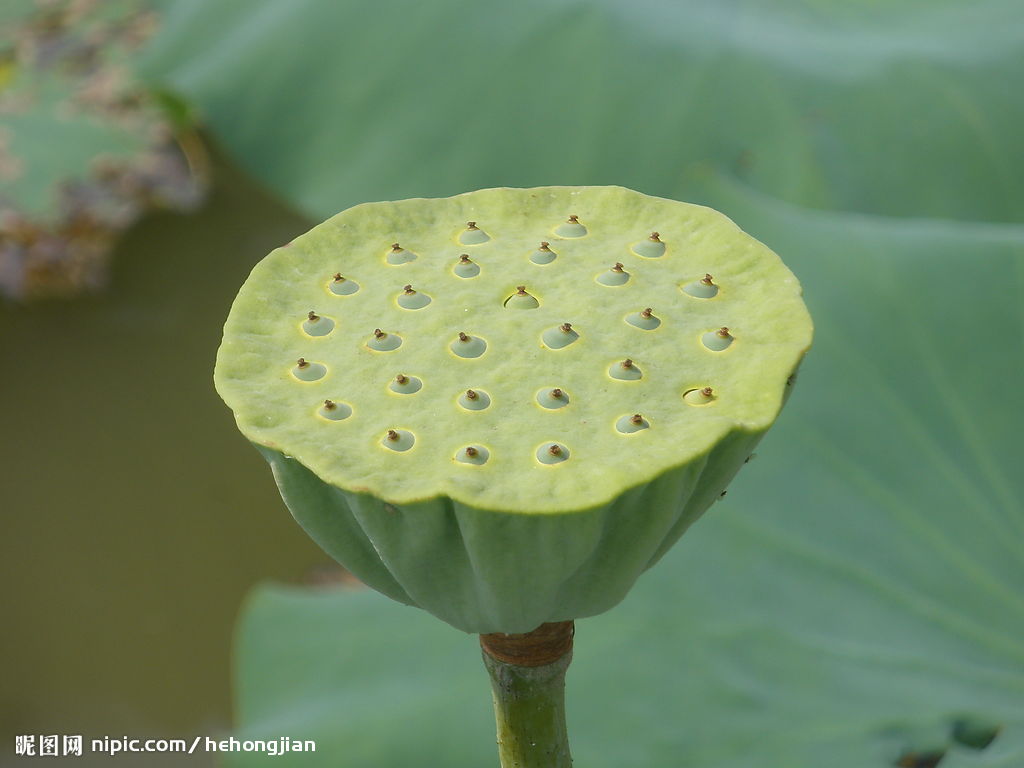 苏北农副产品的LOGO