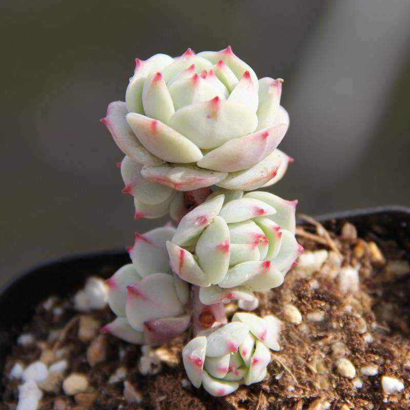 彩乐植园艺店