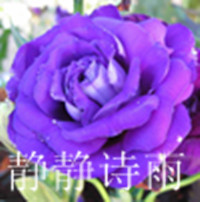 静静诗雨专柜正品代购