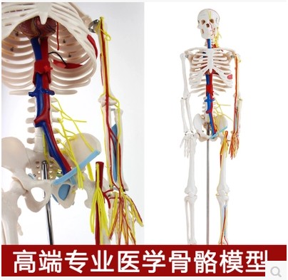 骨科医学模型