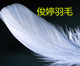 俊婷羽毛的LOGO