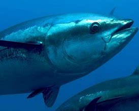 深海鱼之家