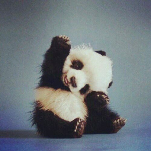 Little Panda 小熊猫代购