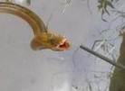 浙江猴哥
