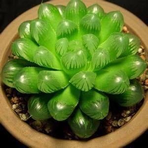 明朗花卉园艺馆