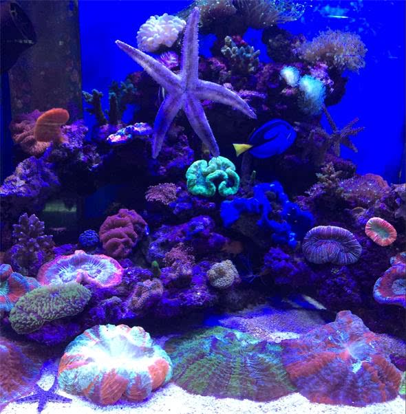 新海洋水族店