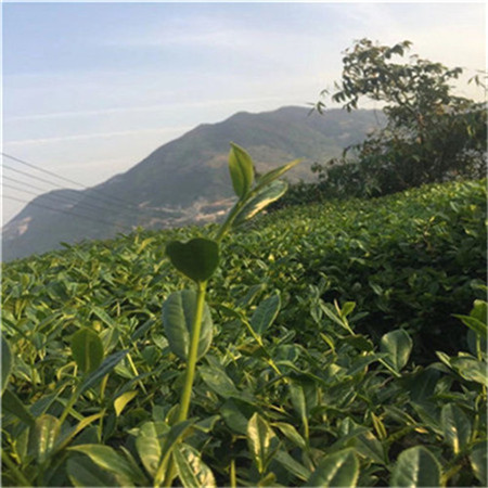 有味茶叶