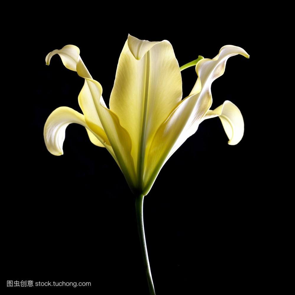 百合花包店