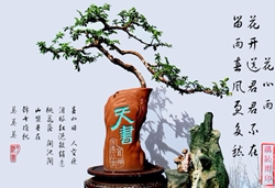 花心雨盆景造型铝线的LOGO