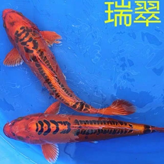 鱼酷鹰城宠物用品店的LOGO
