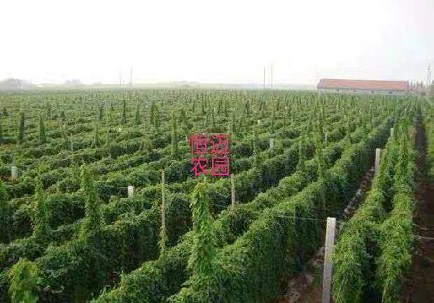 好实在农产品果蔬