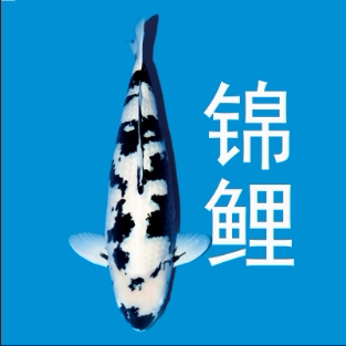上海锦鲤鱼