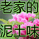 老家的泥土味  传统发酵
